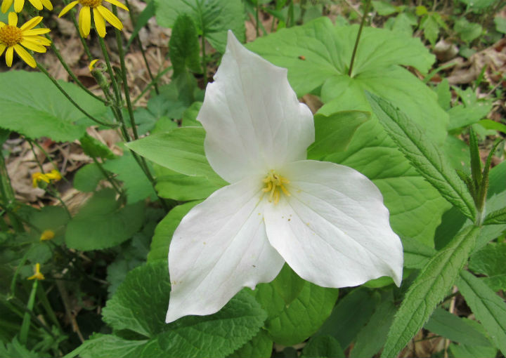 Trillium